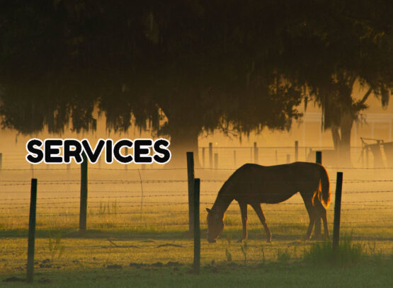 SERVICes what we offer