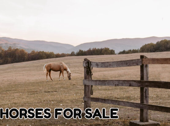 horses for salee